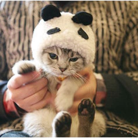 panda cat costume